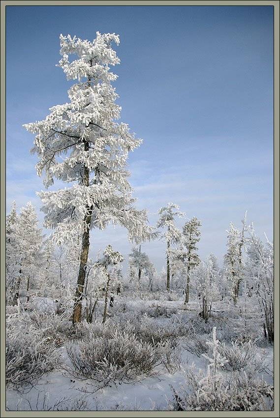 тайга,зима, Солодухин Виктор