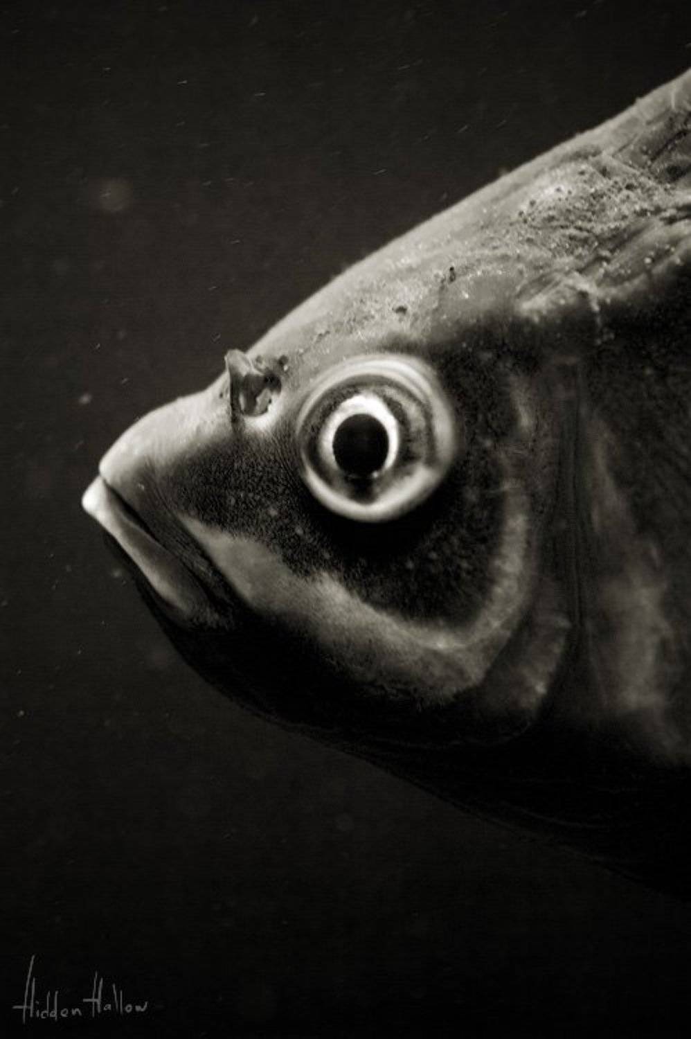 , Кирилл Кириллов