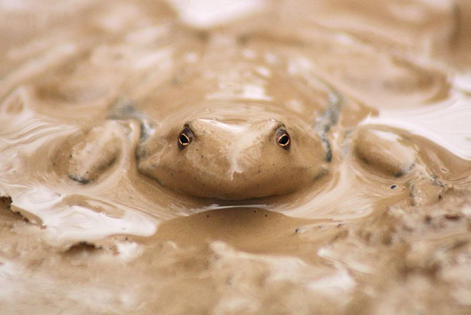 , Владислав.