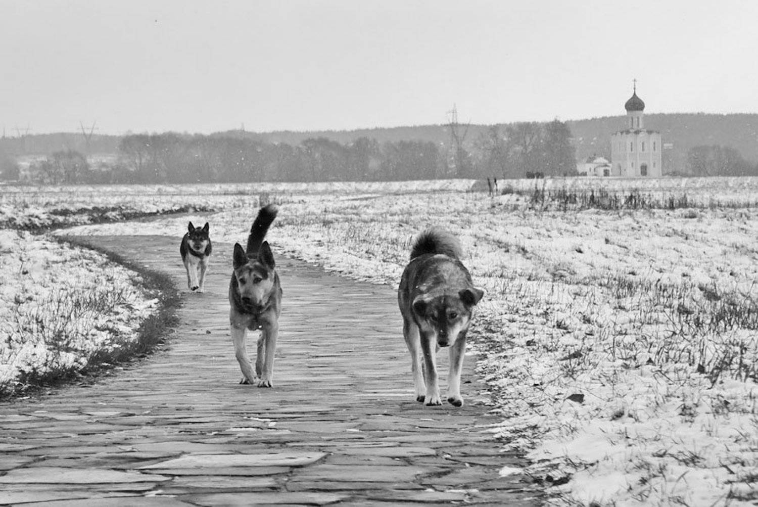 , Владислав.