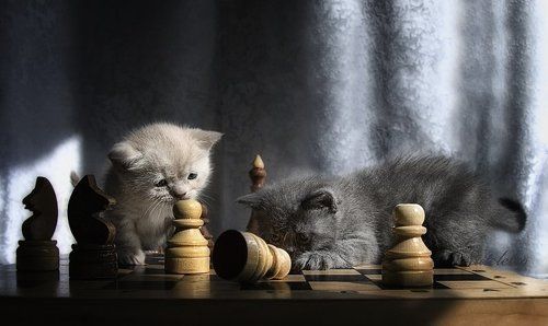 игры котят
