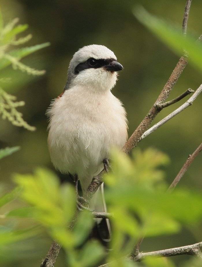 жулан, Сергей Дорохин
