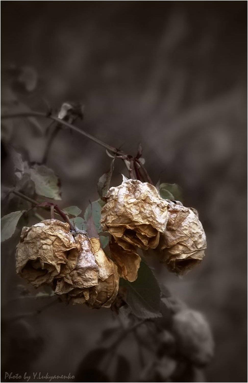 осень, роза, настроение, лукьяненко, Юрий Лукьяненко (o4spok)