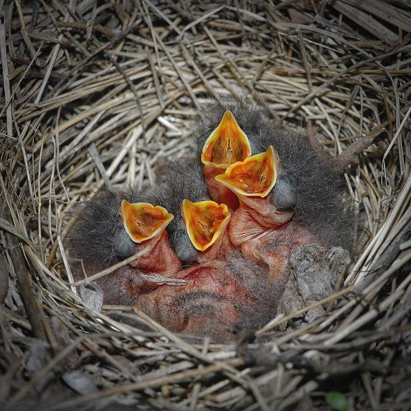 МА-МА-А-А-А-А ! ! ! . . . фото превью