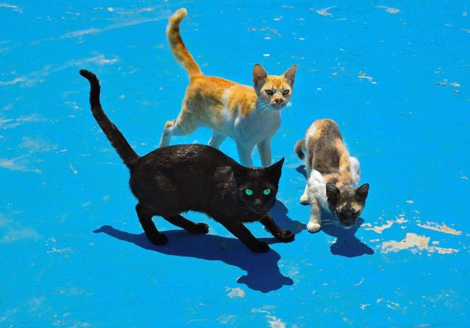 кошки, три, солнце, тени, глаза, Макс Шамота