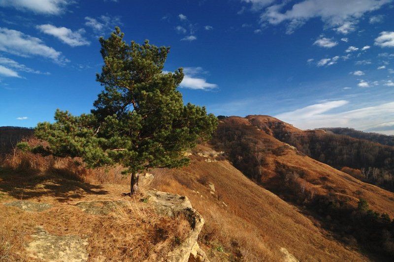 кисловодск, курортный парк, теренкур, малое седло, заброшенные уголки, поздняя осень, сосна, скалы, 2008 Итальянская сосна фото превью