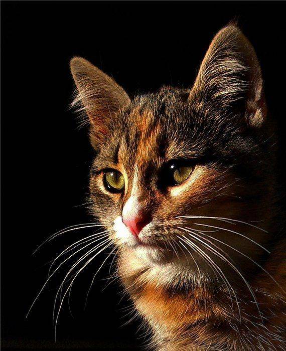 , Лариса Запатрина