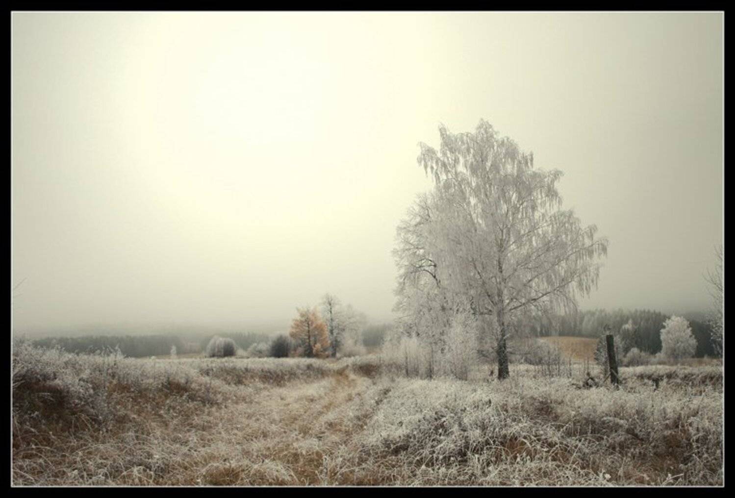 , Константин Стародубцев