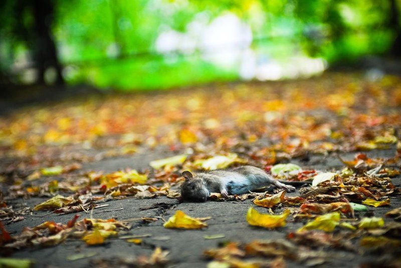 В последнюю осень... фото превью