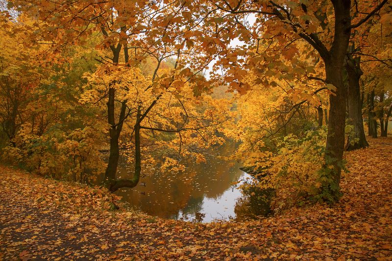 золотая фото превью