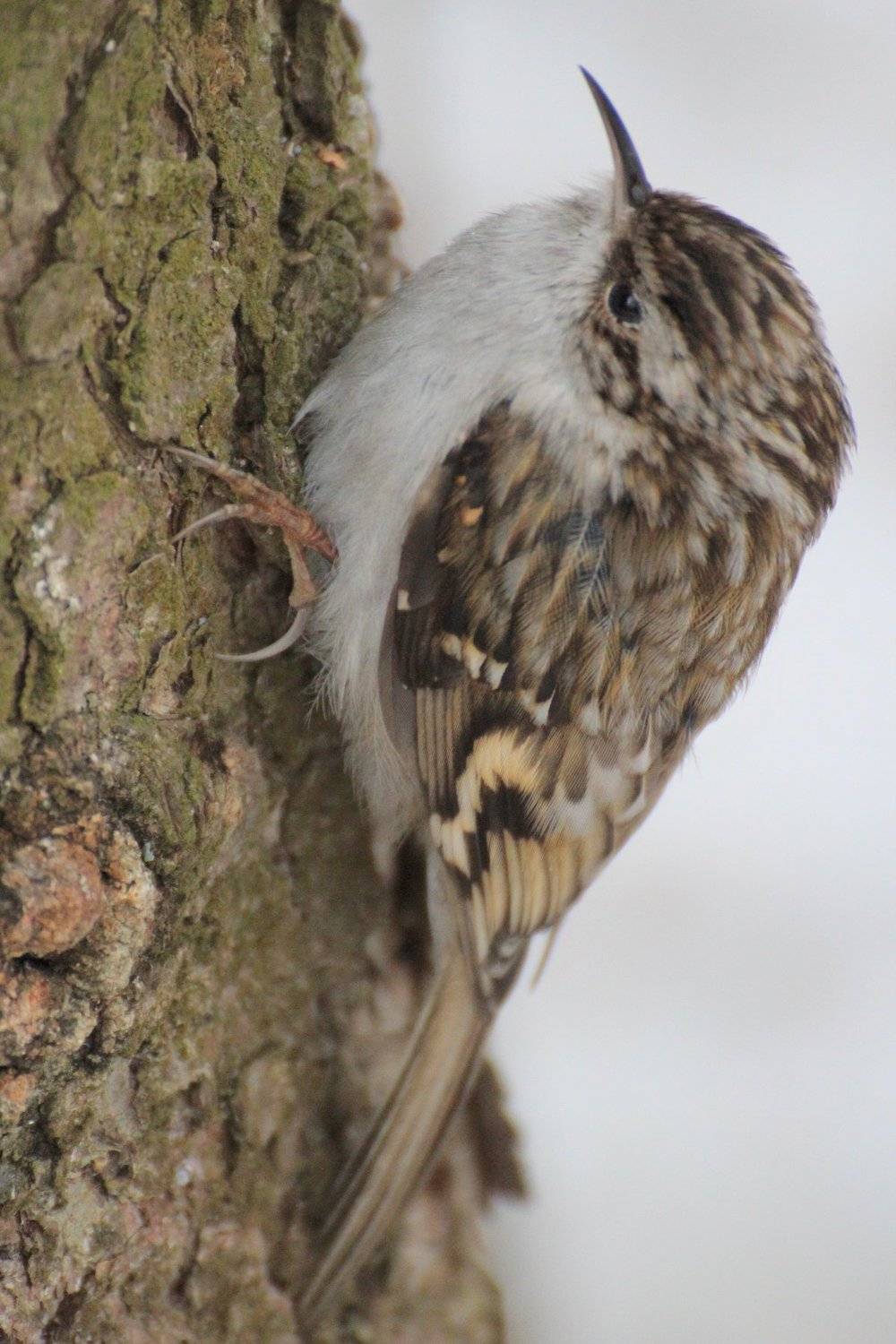 Птица древолаз, Евгения Малафеева