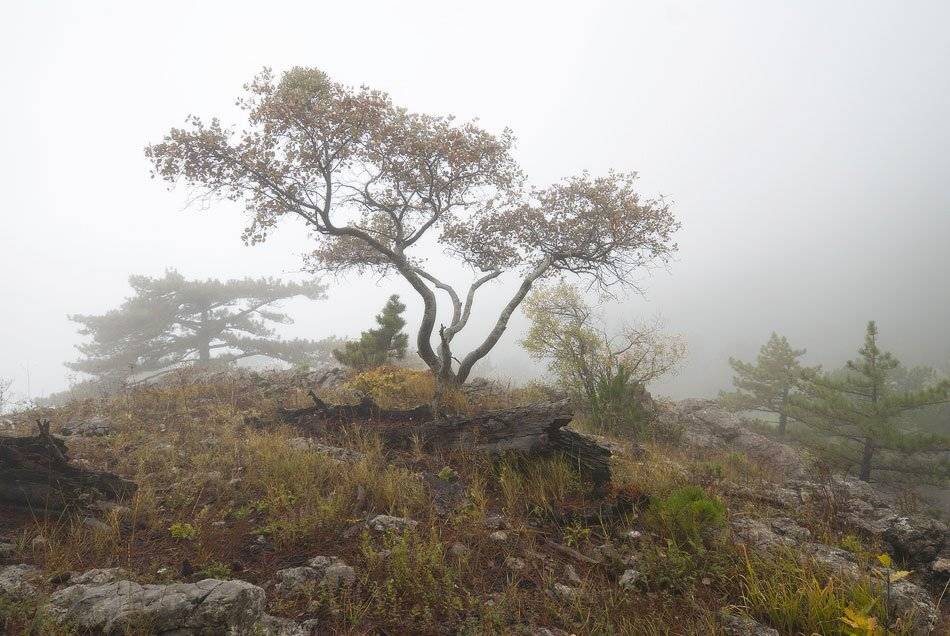 , Саша  Вайсберг / Waldschnepfe /