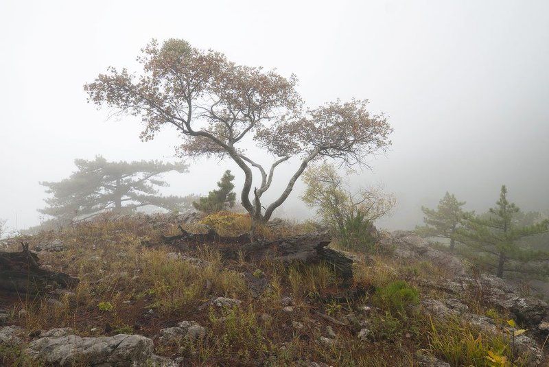 Крымский бонсаи... фото превью