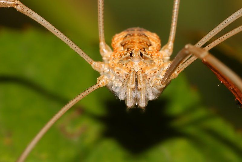 * фото превью