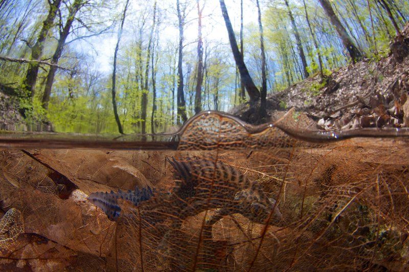 Весна, Малоазиатский тритон, Предгорья Кавказа, Ручей Спрятался! фото превью
