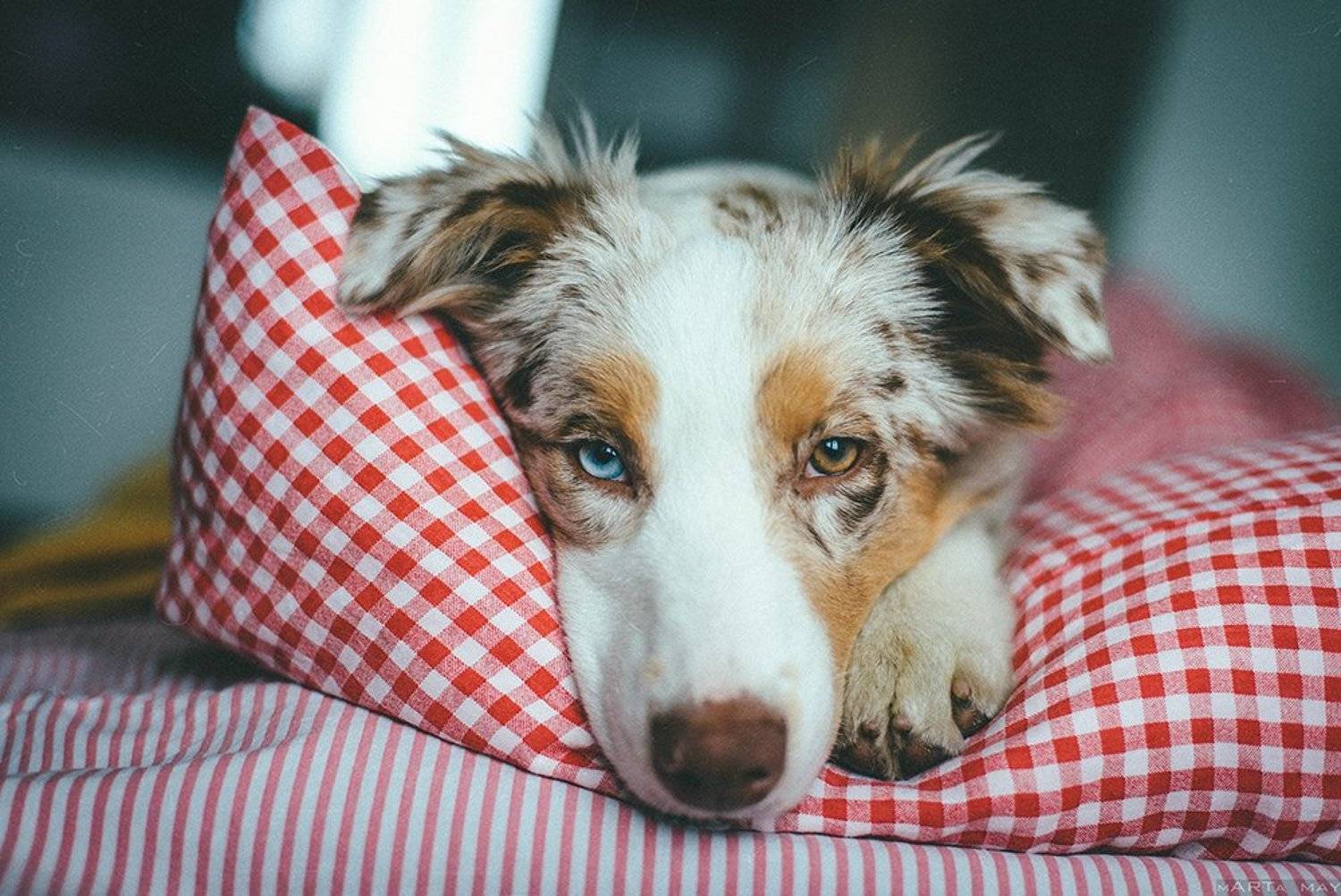 аусси, собака, dog, австралийская овчарка, глаза, Марта Май