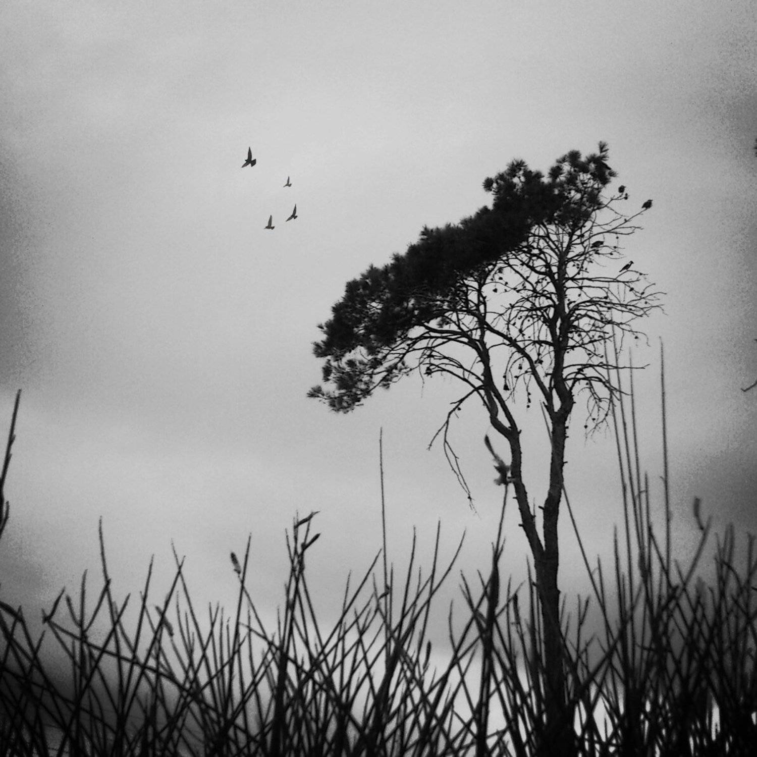 Nature, landscape, tree, birds, fineart, creative, concept,, milad safabakhsh