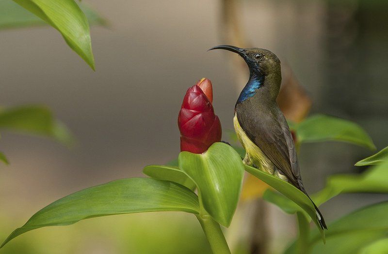 Paradisaeidae фото превью