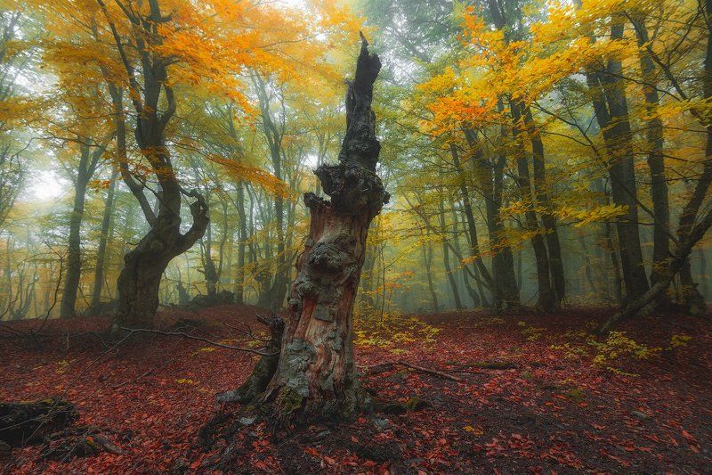 крым *** фото превью