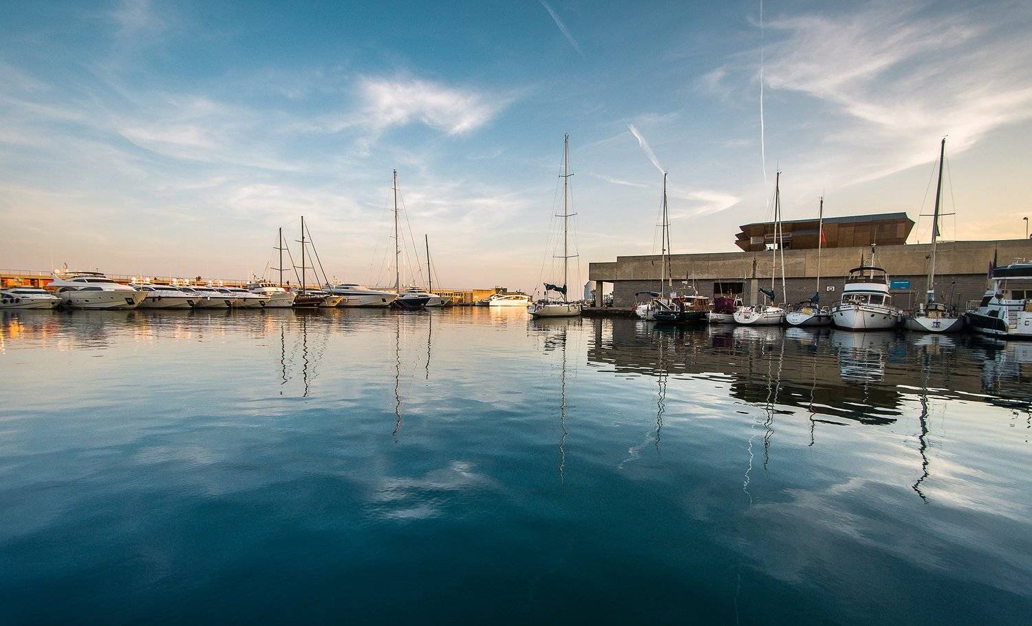 моябарселона, Детеныш