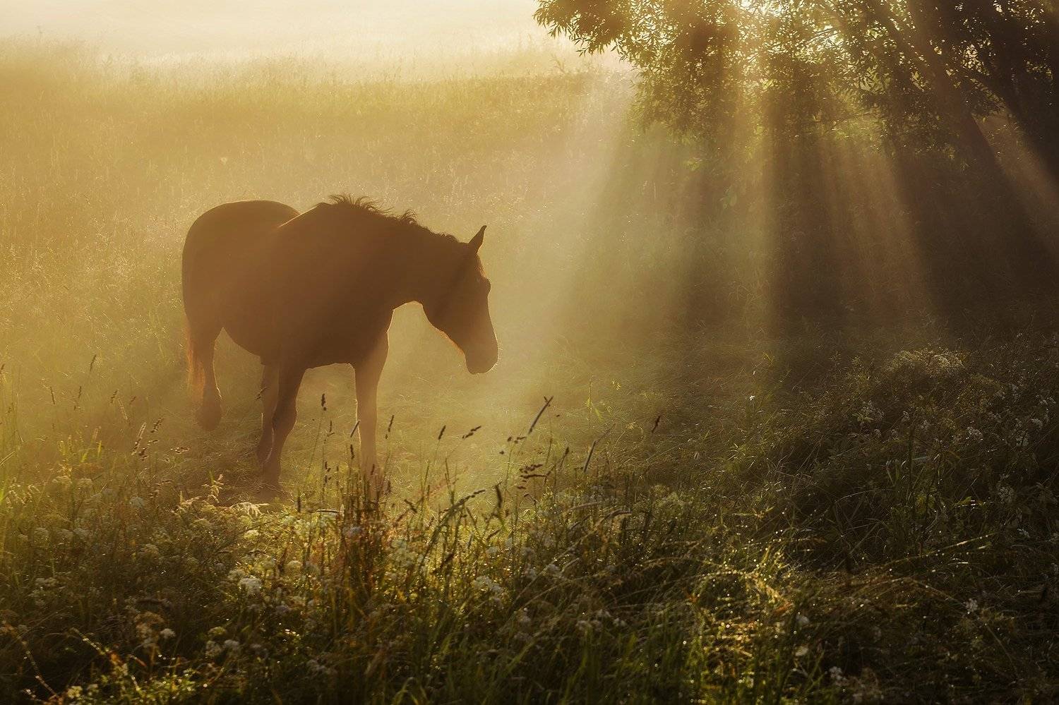 , Rimantas Bikulcius
