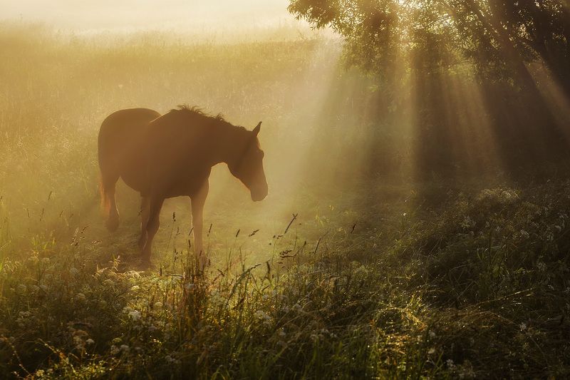 Спрятаться в тумане фото превью