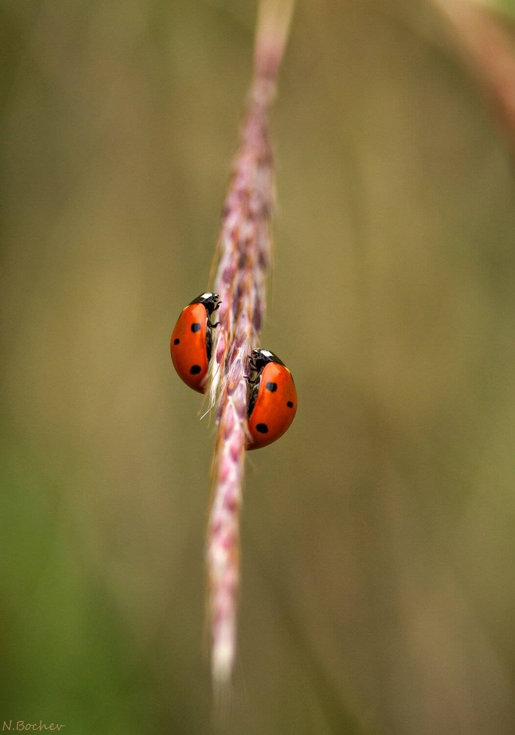ladybugs,insect,macro,nature,natural, Naiden Bochev