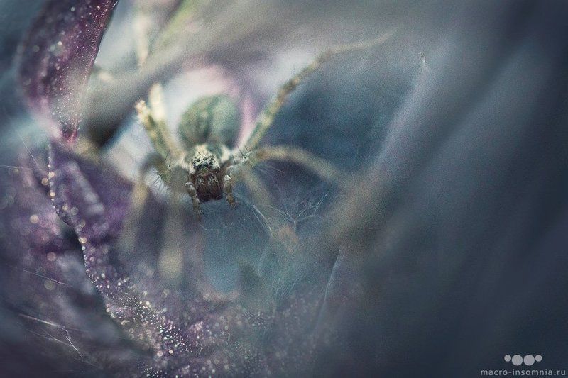 логово, макро, паук, воронковый паук, травяной паук, луговой паук, насекомые, кривошеев кирилл, дикий макромир, macro-insomnia, spider, insect, web, убежище Логово фото превью