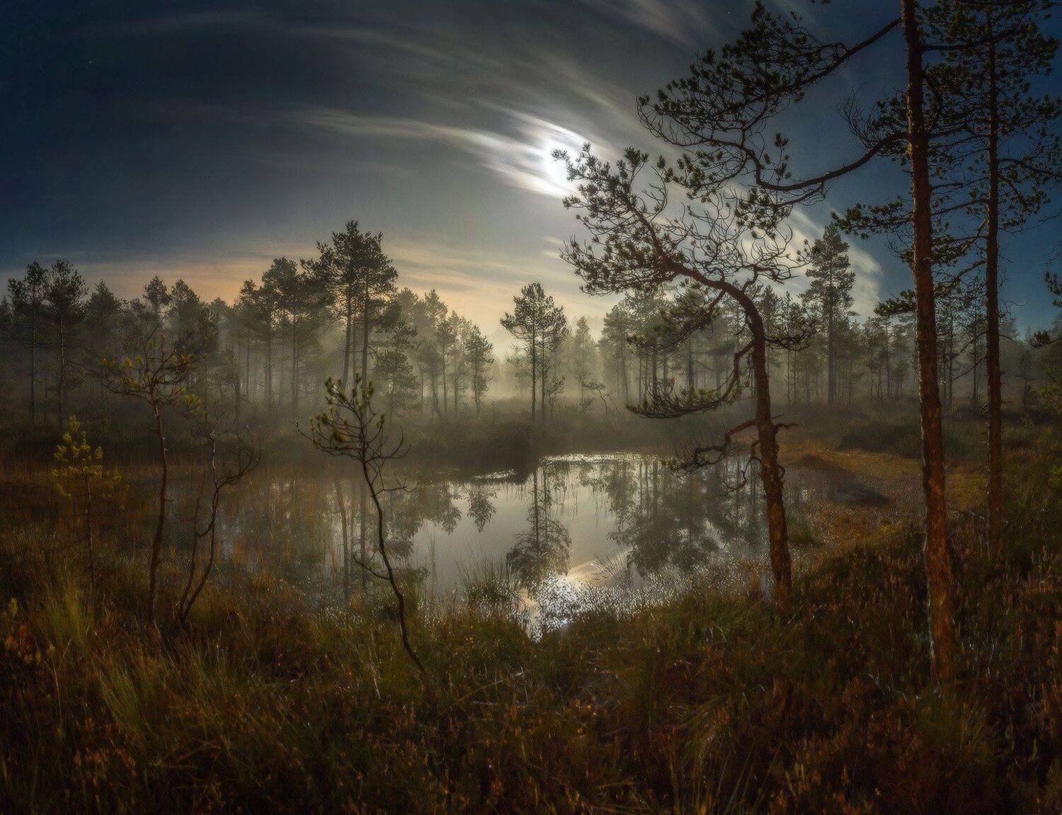 болото, луна, полнолунье, сосна. , Лашков Фёдор