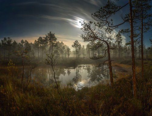 Сосна-художница. 