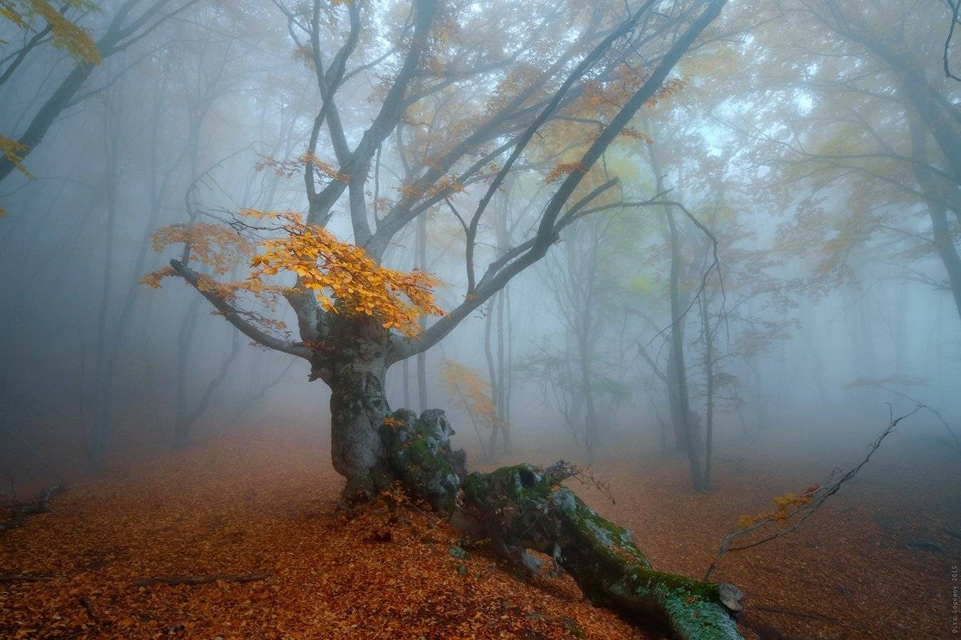 Демерджи, Демерджи-яйла, Крым, Осень, Туман, Олег Логунов