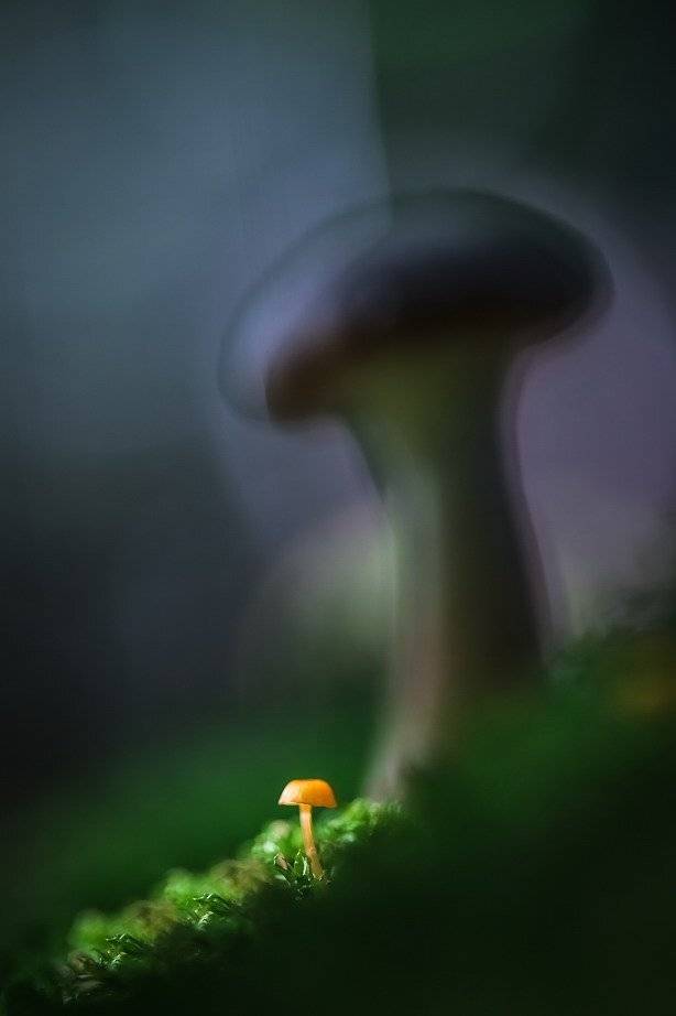 , Вячеслав Мищенко