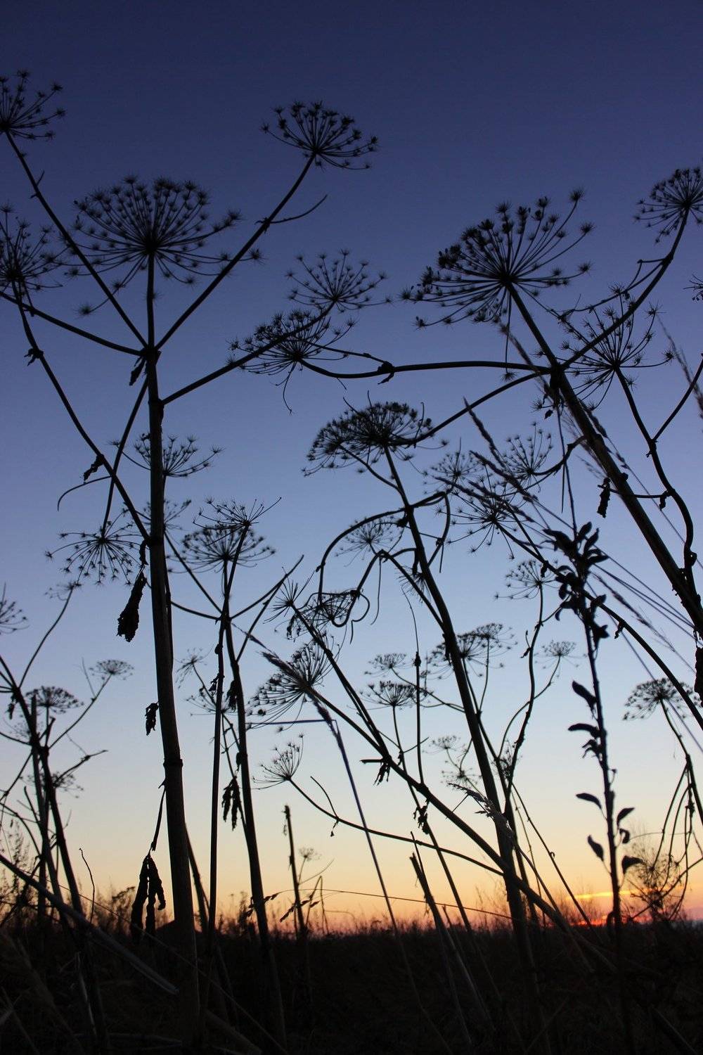 , Оксана Коновалова