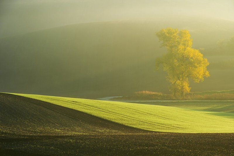 Morning Light фото превью