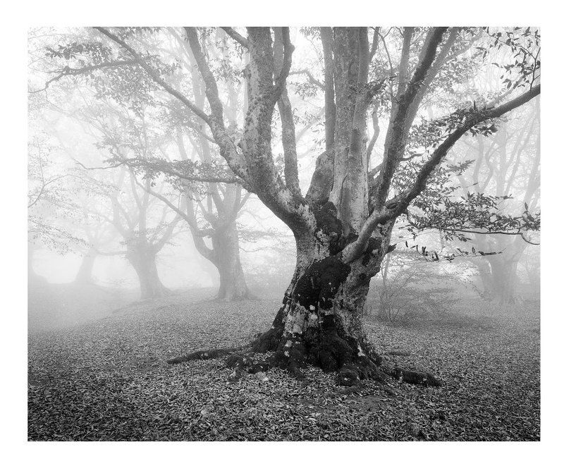 Crimea, Крым, Пленка Autumn mist фото превью