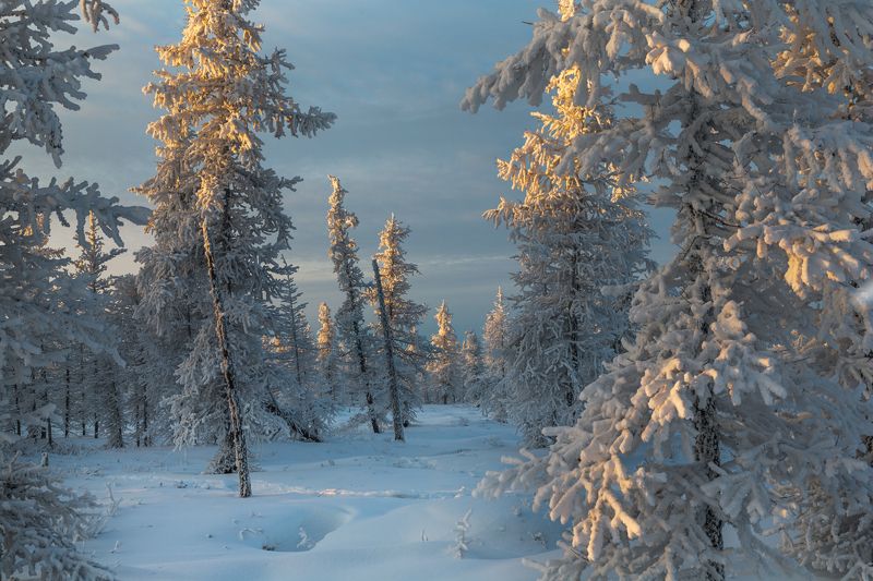 Закат, Зима, Ноябрь, Снег, Тундра, Янао Один ноябрьский закат! фото превью