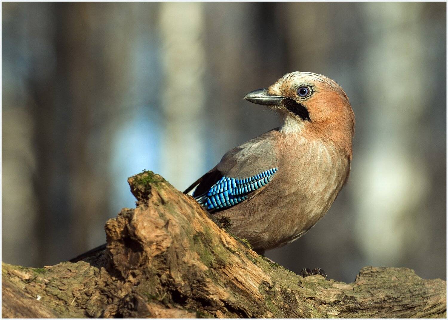 , Валерий Субачев