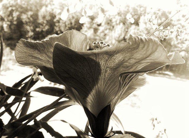 гибискус, танец анитры, цветок, игра света, мираж Игра света. Мираж. Танец Анитры... фото превью