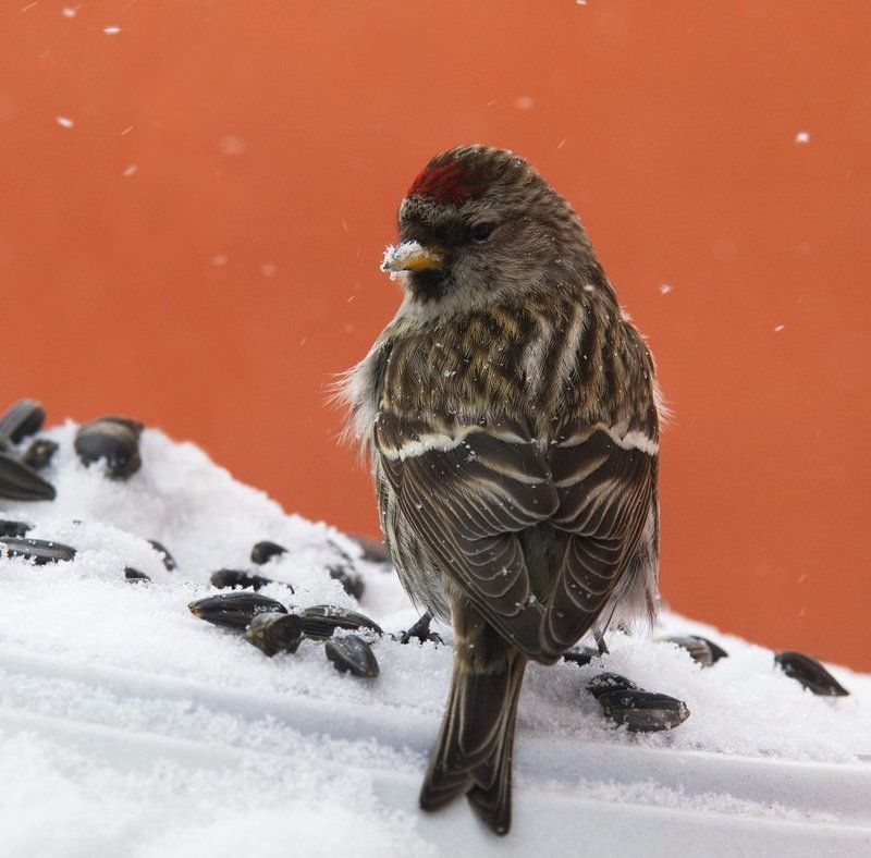 Птицы на самом юге \