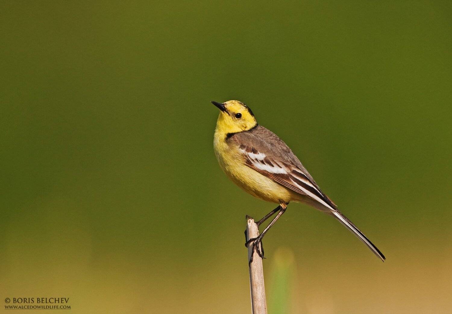 , Борис Белчев