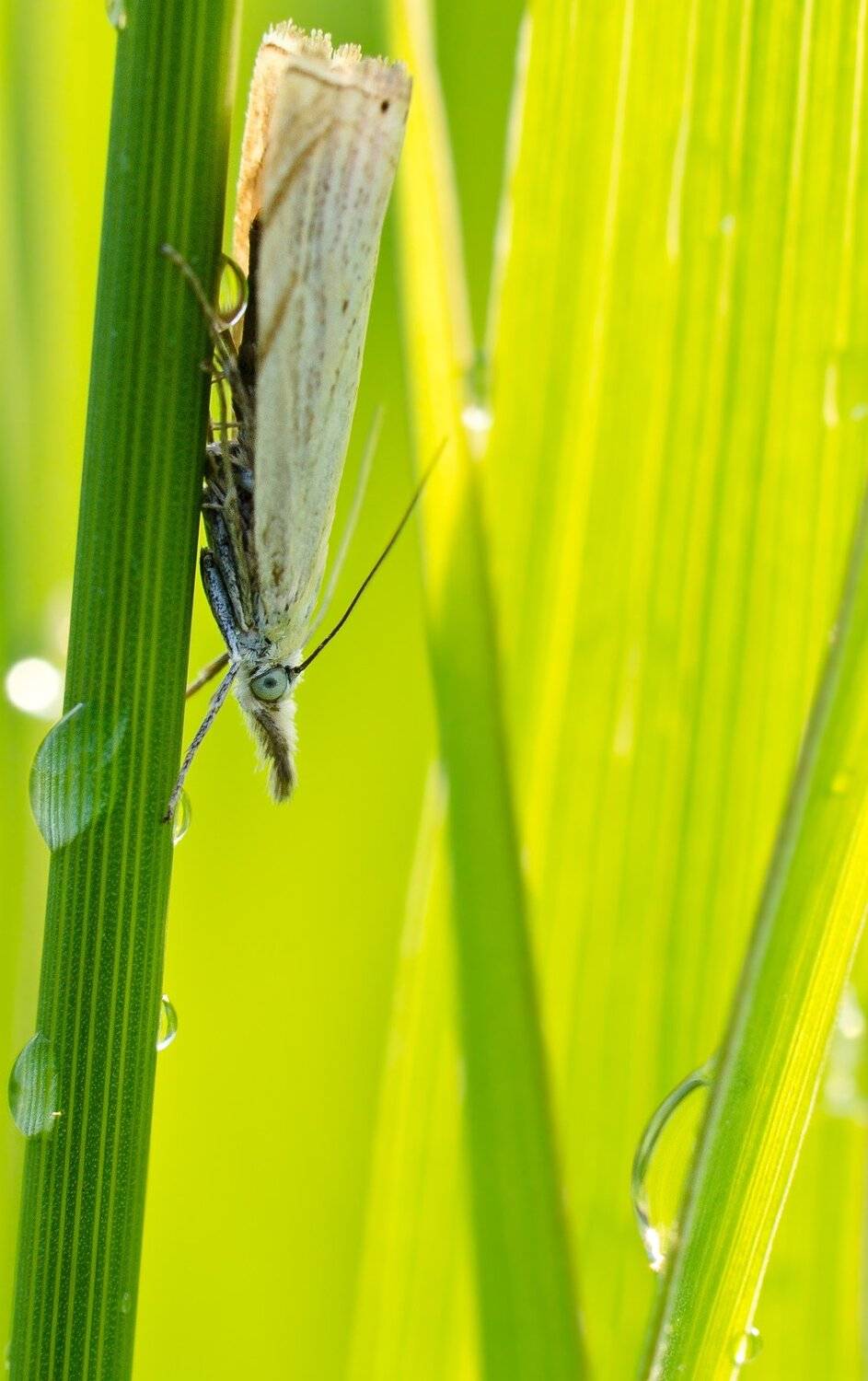 травянка соломенная, огнёвка, бабочка, моль, зелёный, лето, макро, испуг, удивление, взгляд, Ксения Соварцева