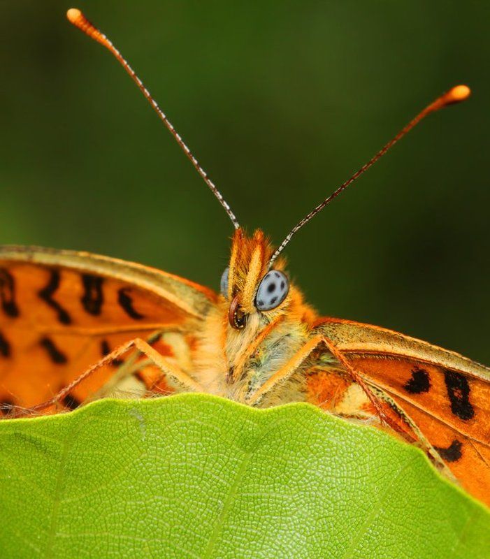 * фото превью