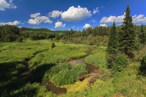 Зеленые изгибы лета