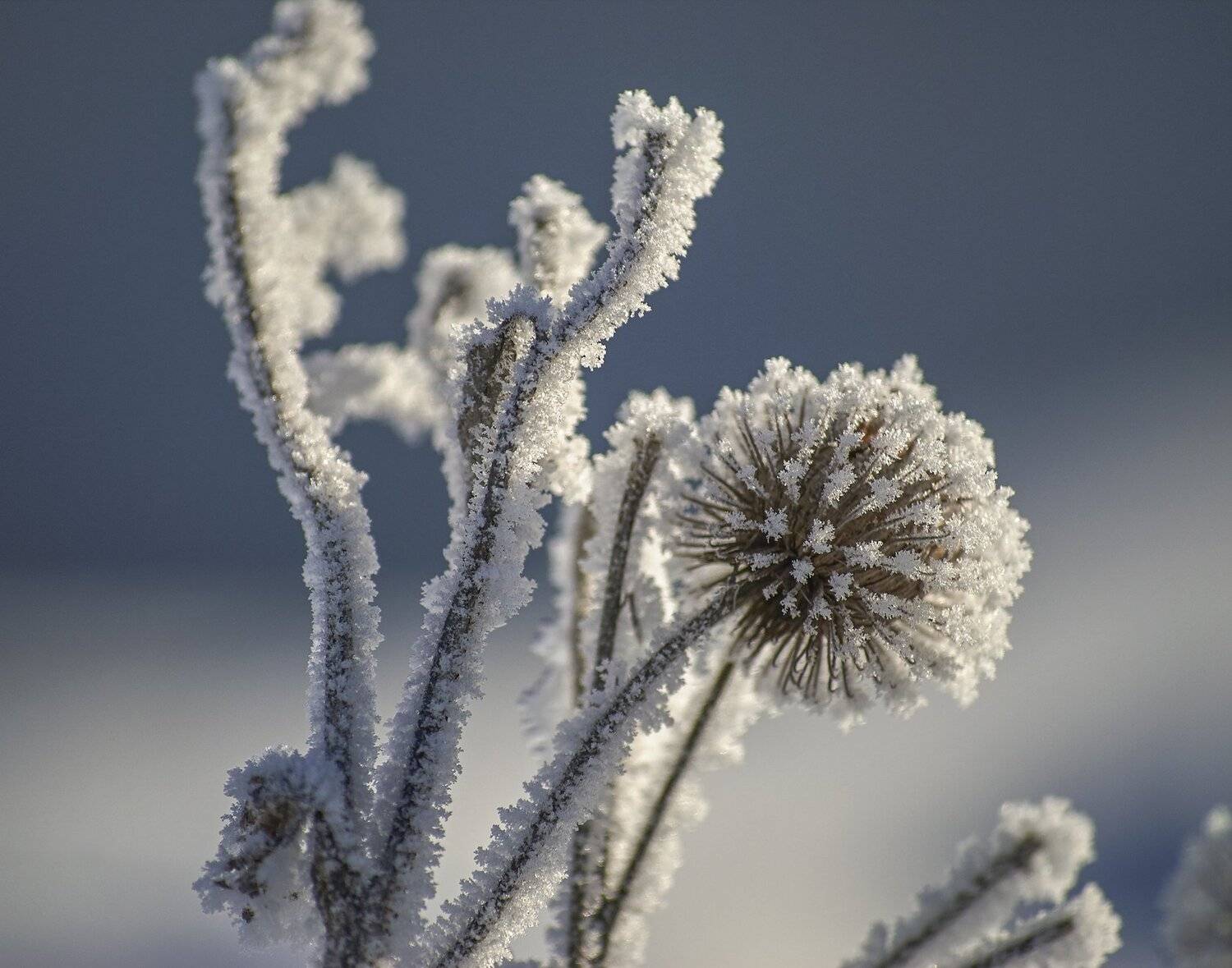 , Олег Богданов
