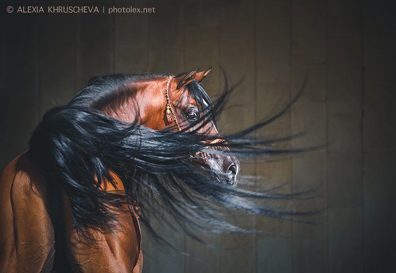 Лошади из моего мира фото превью