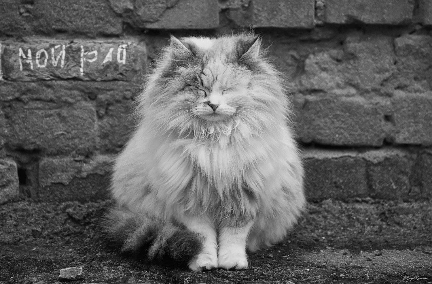 , Роман Красов