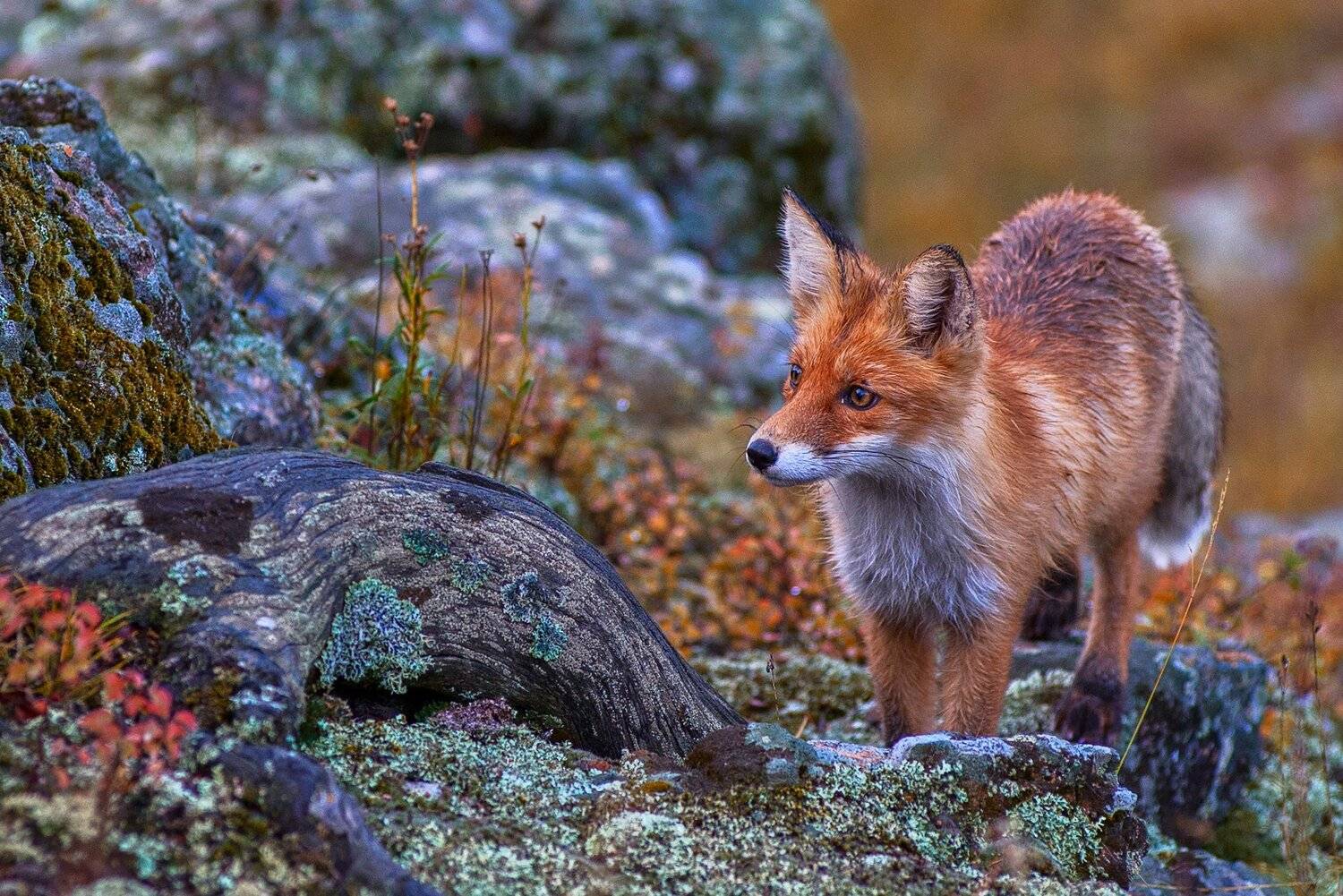 алтай, сибирь, лис, лиса, Ruslan