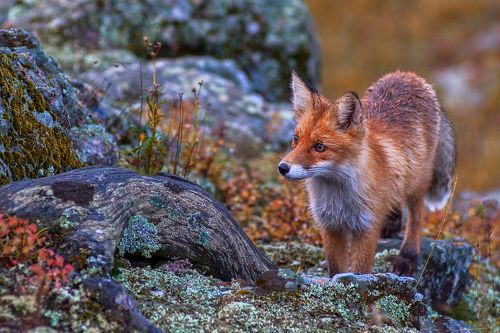 Любопытный