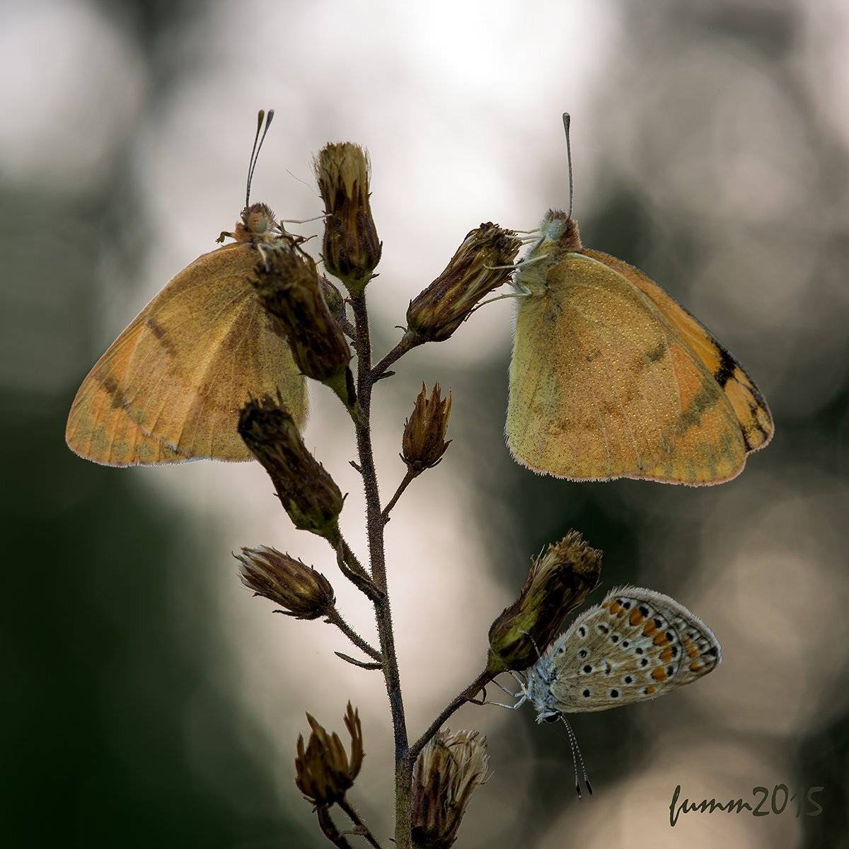 , Игорь ФУММ