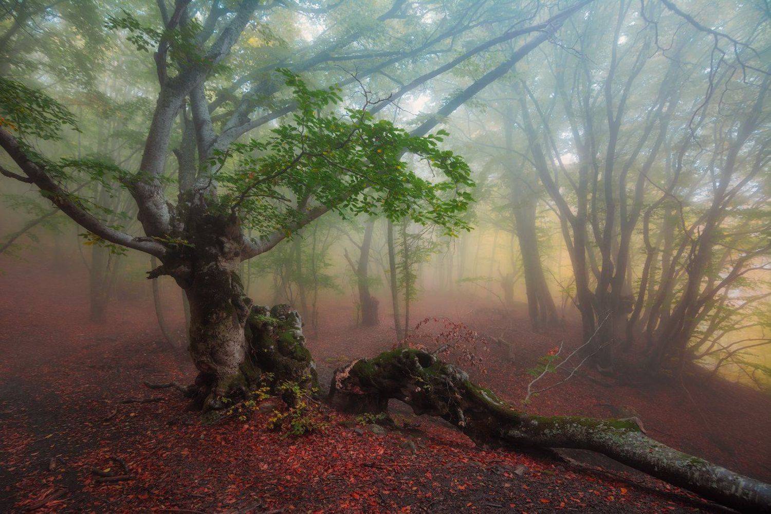 демерджи, крым, Сорокин Олег